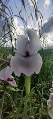 Iris lortetii