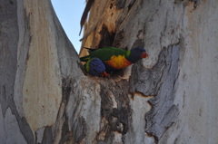 Trichoglossus moluccanus moluccanus