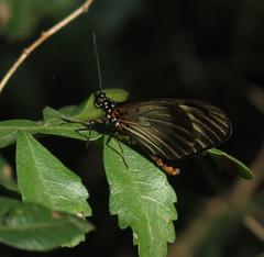 Acraea esebria