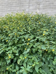 Impatiens pallida