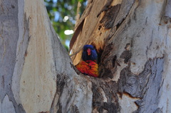 Trichoglossus moluccanus moluccanus