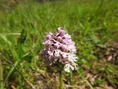 Neotinea conica