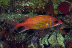 Neoniphon marianus