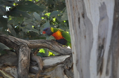 Trichoglossus moluccanus moluccanus