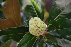 Magnolia grandiflora