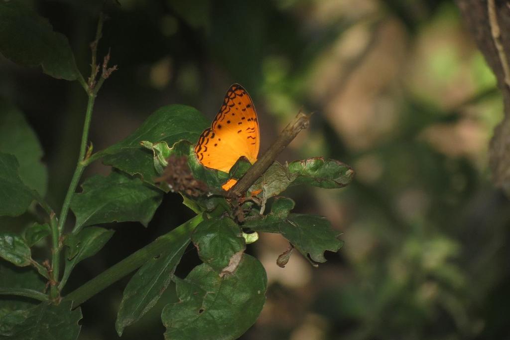 Phalanta eurytis