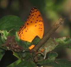 Phalanta eurytis eurytis