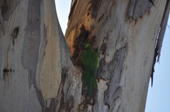 Trichoglossus moluccanus moluccanus