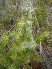 Asparagus suaveolens
