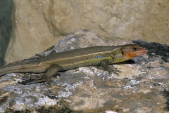 Psammodromus algirus algirus