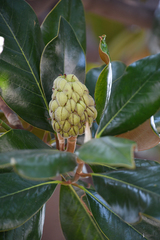 Magnolia grandiflora