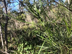 Dodonaea stenophylla