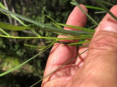 Dodonaea stenophylla