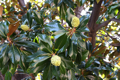 Magnolia grandiflora
