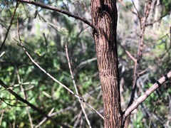 Dodonaea stenophylla