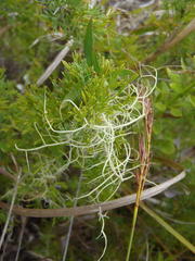 Asparagus suaveolens