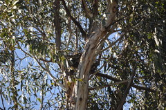 Trichoglossus moluccanus moluccanus