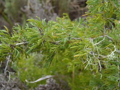 Asparagus suaveolens