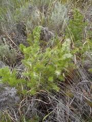 Asparagus suaveolens