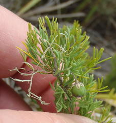 Asparagus suaveolens