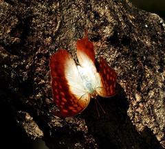 Charaxes varanes varanes