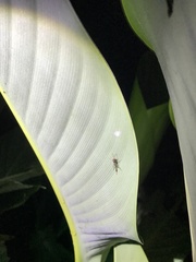Anomalon reticulatum