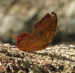 Charaxes varanes varanes