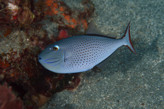 Xanthichthys ringens