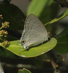 Hypolycaena philippus philippus