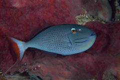 Xanthichthys ringens