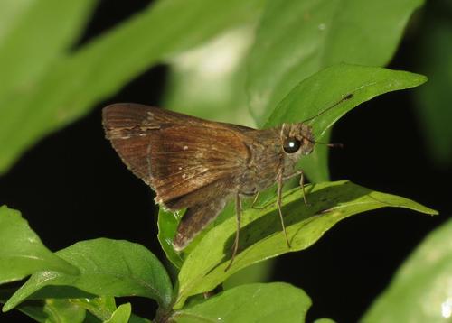 Long-horned Swift