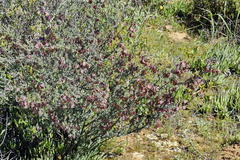 Wiborgia