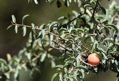 Ximenia americana microphylla
