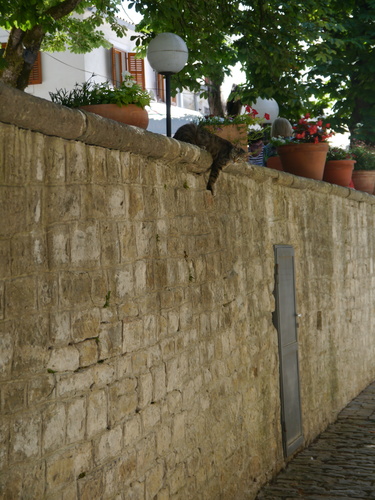 Domaća mačka (Felis catus)
