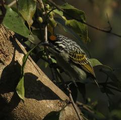 Pogoniulus chrysoconus extoni