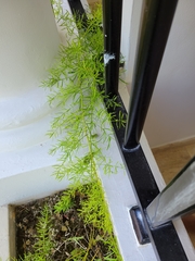 Asparagus aethiopicus