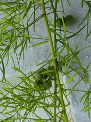 Asparagus aethiopicus
