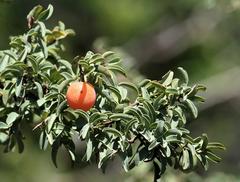 Ximenia americana microphylla