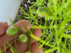 Asparagus aethiopicus