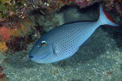 Xanthichthys ringens