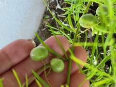 Asparagus aethiopicus