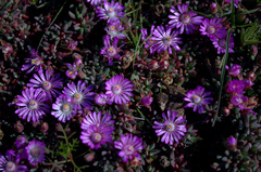 Lampranthus debilis