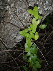 Dioscorea sylvatica sylvatica