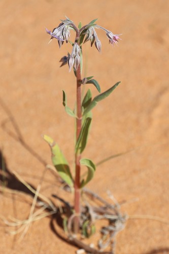 camel bush