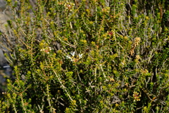 Agathosma marifolia
