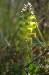 Lachenalia lutea