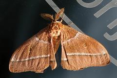 Gonimbrasia belina