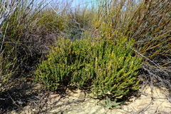Agathosma marifolia