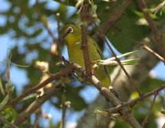 Zosterops virens virens