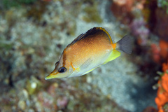 Prognathodes aculeatus